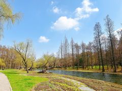 -上海共青森林公园