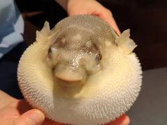 -肆月河豚·淮扬菜·湘菜(华天店)
