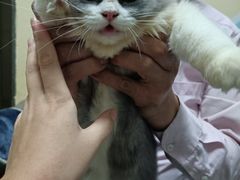 -lincat·猫舍(广州店)