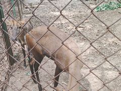 -合肥野生动物园