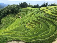 -紫鹊界梯田景区