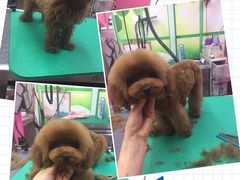 -爱宠屋pet shop·宠物洗澡·宠物美容