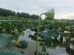 -洪湖生态旅游区