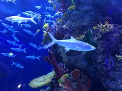 -芜湖新华联大白鲸海洋公园