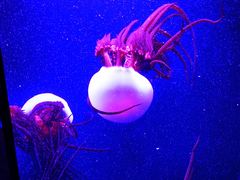 -成都浩海立方海洋公园