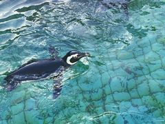 -上海野生动物园