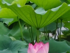 -荔湾湖公园