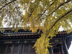 -国家图书馆·古籍馆
