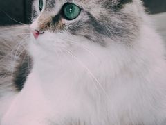 -瞄一喵猫咖(格力海岸店)