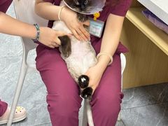 -美联众合爱康动物医院•复杂内科•肿瘤科•牙科•腔镜诊疗中心