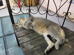 -喵屿·大理花园猫咖