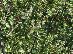 -大岭沟猕猴桃谷风景区