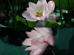 -荔湾湖公园