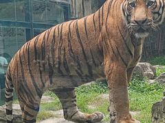 -深圳野生动物园