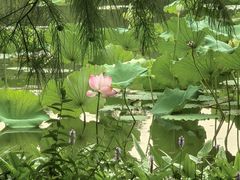 -艾溪湖湿地公园