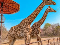 -济南野生动物世界