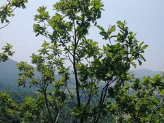 -吉林市朱雀山国家森林公园