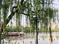 -莲花池公园