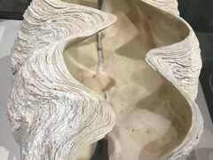 -青岛贝壳博物馆