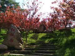 -广州市帽峰山景区