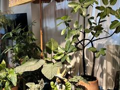 -Thai Basil罗勒叶泰式餐厅(时代天街店)