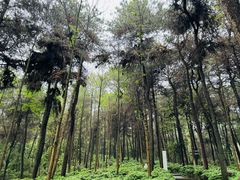 -铁山坪森林公园
