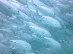 -马达京岛