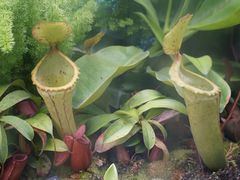 -中国科学院西双版纳热带植物园