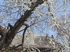 -护国法轮寺