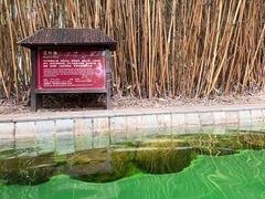 -森波拉火山温泉