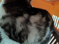 -宠物星动物医院·眼科·异宠·猫科(江南大道总院)