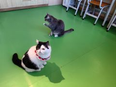 -MOCHA明星猫咖(田子坊店)