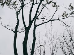 -桂溪生态公园