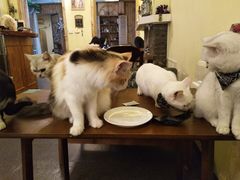 -猫色咖啡·猫咖