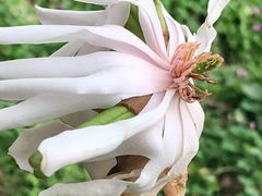 -中国科学院华南植物园