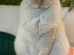 -喵喵咪呀布偶猫咖(春熙路店)
