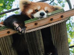 -上海野生动物园