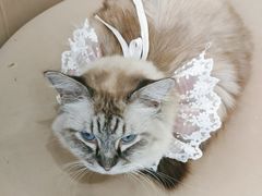 -怪兽屋·羊驼·猫咖·狗咖(俊华广场店)