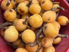 -塘栖枇杷特色园区