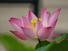 -纪念孙中山市政公园