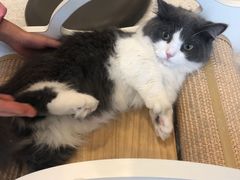 -飞行喵MR PILOT|猫舍·猫咖(静安大融城店)