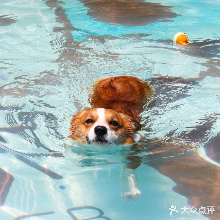 夏天到啦～狗狗们也要去游泳呢 现在上海宠物游泳馆的地