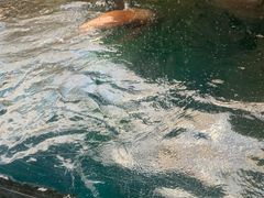 -大阪海游馆