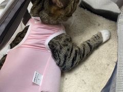 -中农国际动物医院24小时·猫科·骨科·急重症中心