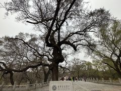 -北陵公园