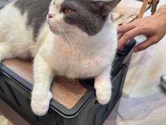 -Heymao猫咖.咖啡厅(东门店)