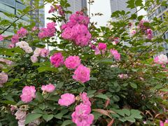 -公平路渡口(轮渡站)