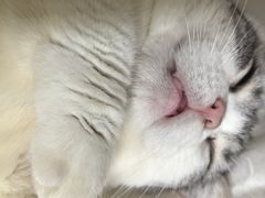 -瑞鹏宠物医院·骨科·猫科·内科(第一中心)