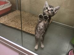 -宠爱多约克夏马尔济斯泰迪小型犬专卖