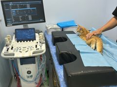 -纳吉亚猫专科动物诊疗中心(蒋宅口分院)